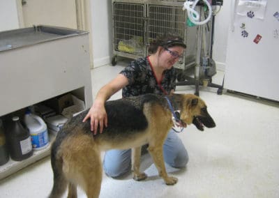 Dog at a checkup at Eighth Street Animal Hospital