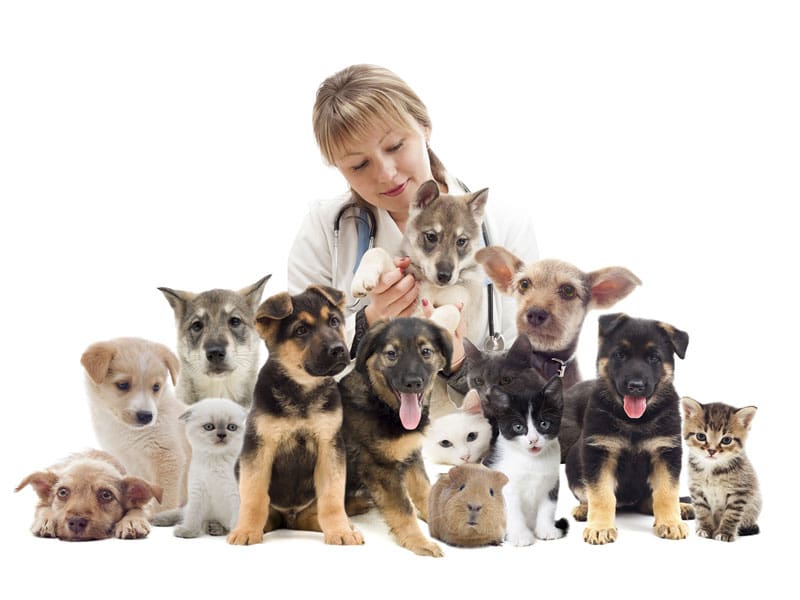 Veterinarian with lots of puppies and kittens