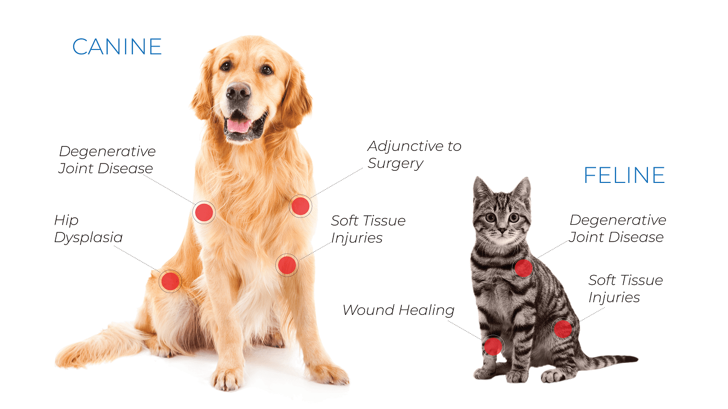 Dog and cat PRP therapy chart