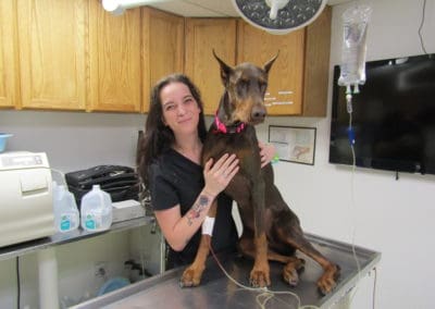 Large dog at Eighth Street Animal Hospital